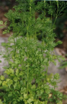 Cilantro (aka coriander) Plant